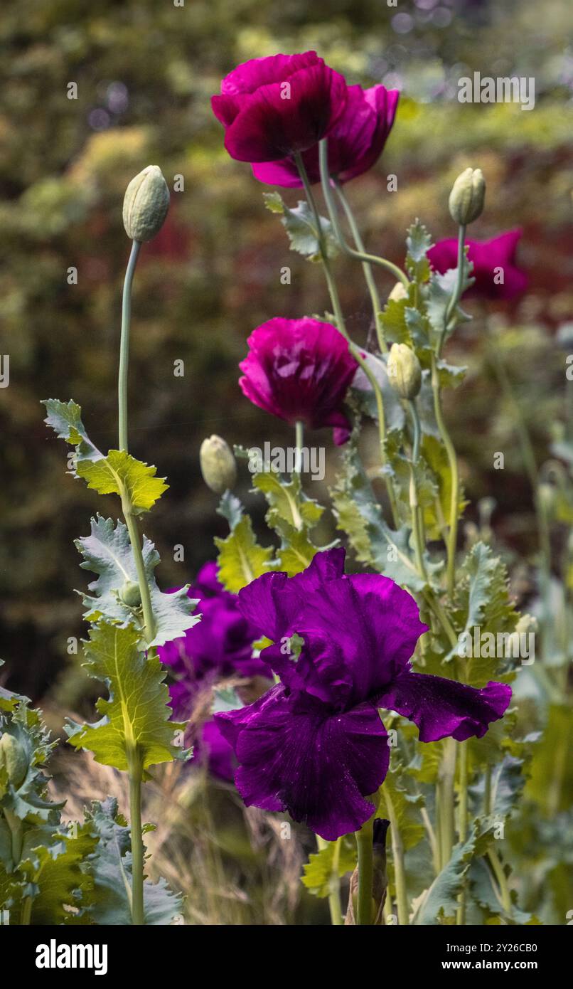 Ein florales Stillleben auf der Chelsea Flower Show 2024 in London, Großbritannien. Stockfoto