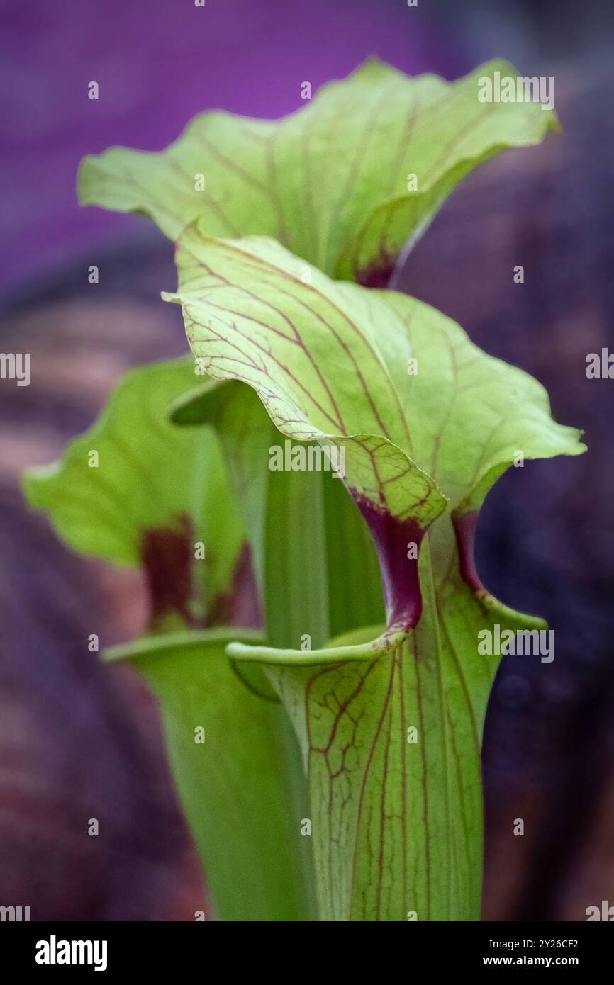 Ein Stillleben einer exotischen Blüte im Blumenzelt bei der Chelsea Flower Show in London, Großbritannien. Stockfoto