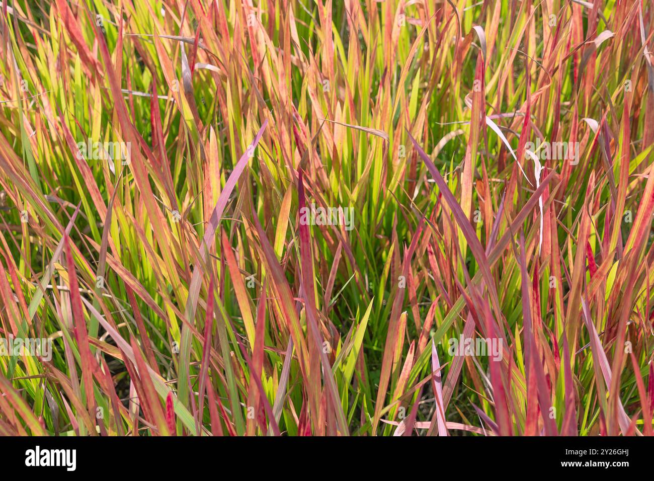 Schöne Zierpflanze mit rot-grünen Blättern. Imperata zylindrica. Cogongras, Kunai Gras, Alanalang. Anlagenhintergrund. Stockfoto