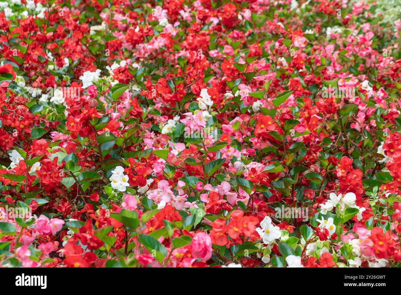 Blumenbeet von bunten Blüten Begonia cucullata. Schlägerbegonie. Blumenhintergrund. Weiße, rosa und rote Blumen. Stockfoto