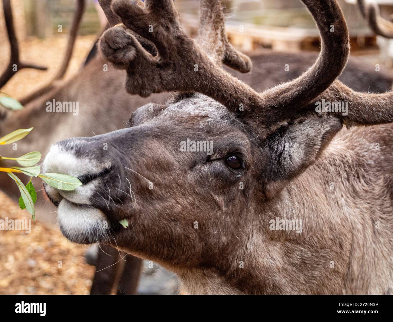 Ein Rentier oder Karibus frisst Blätter von einem ausgestreckten Zweig. Stockfoto