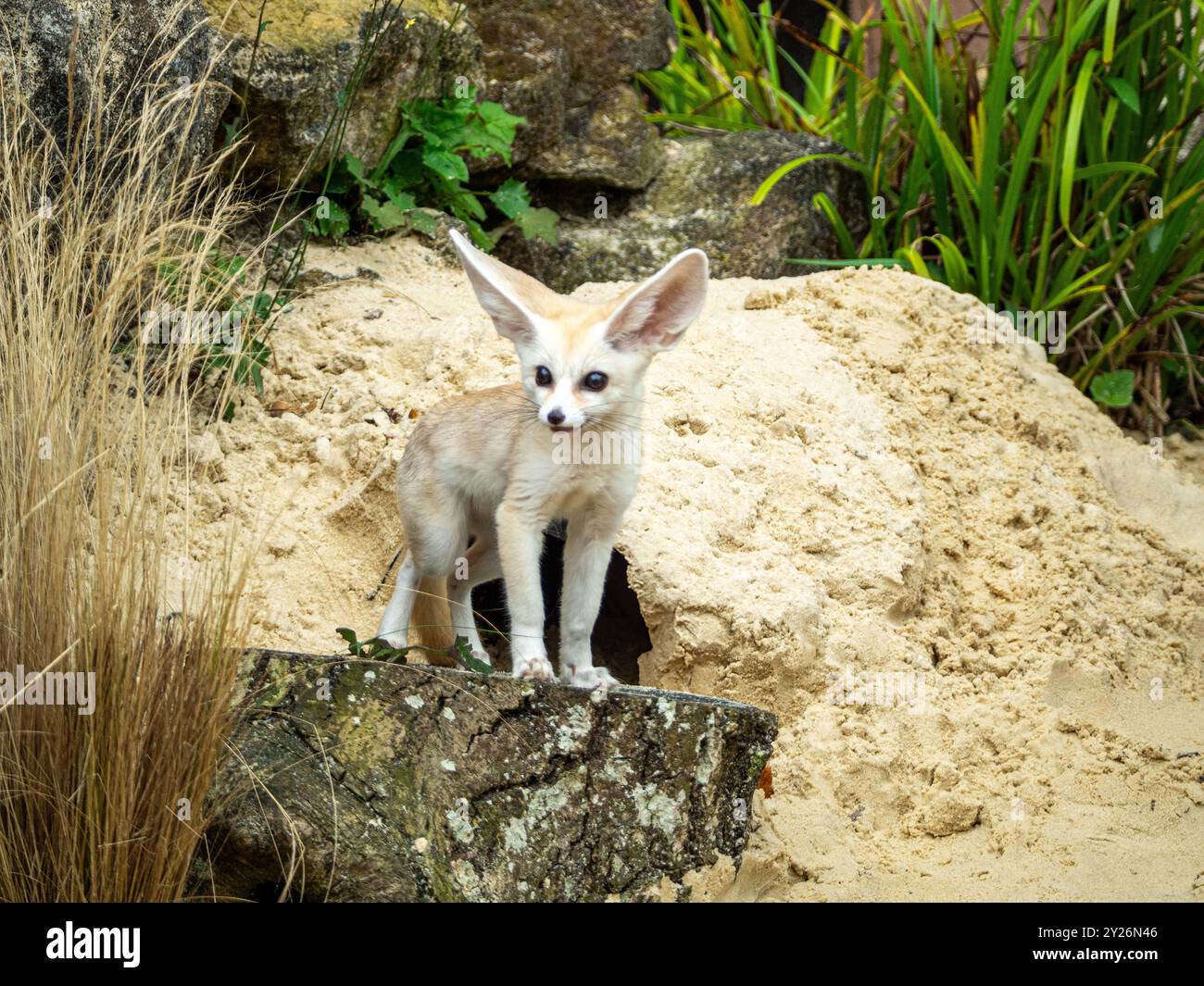 Der Fennec Fuchs (Vulpes zerda) ist ein kleiner Krepuskularfuchs, der in den Wüsten Nordafrikas beheimatet ist. Stockfoto