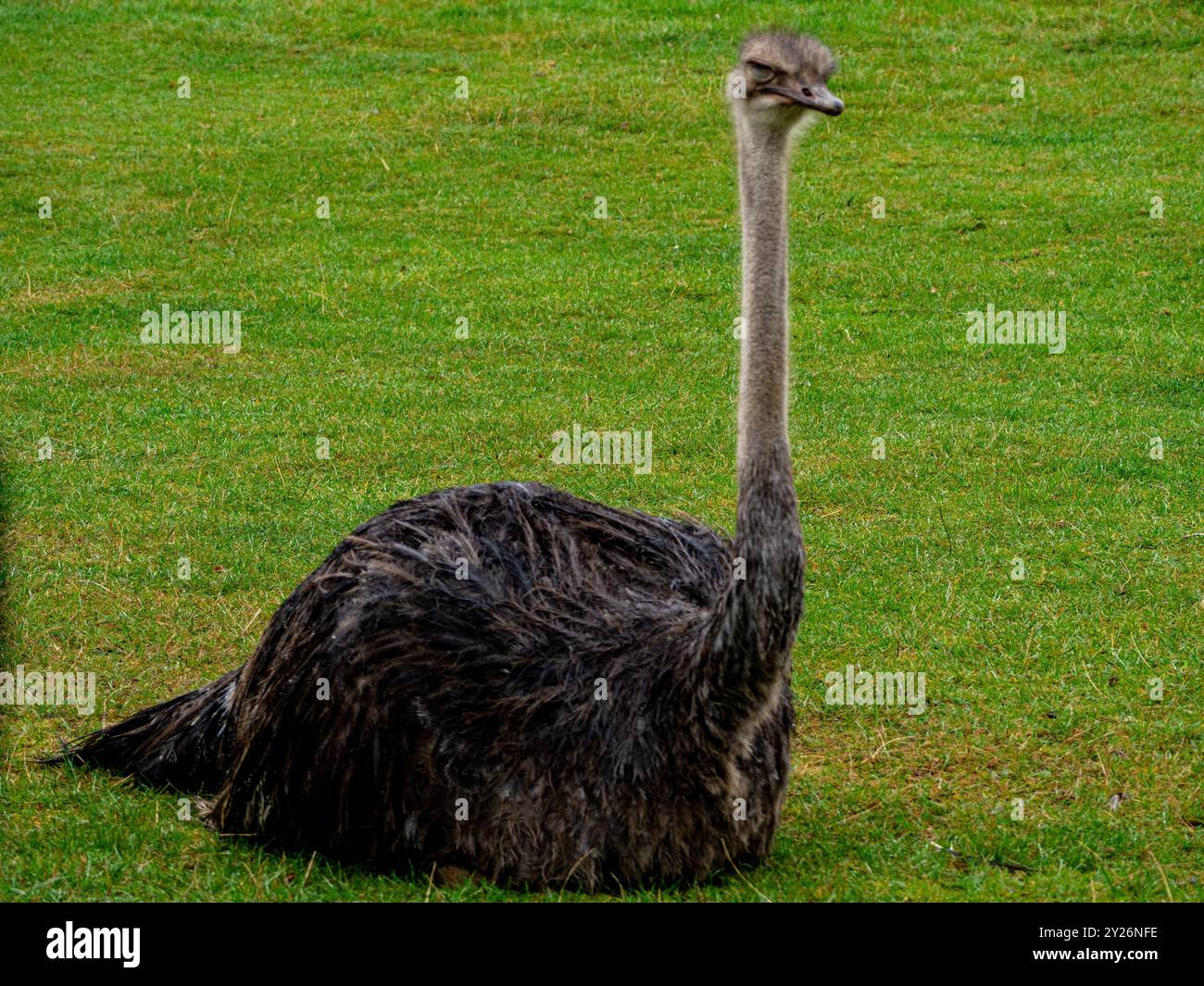 Ein mürrisch aussehender Strauß ist ein großer flugunfähiger Vogel, der auf dem grünen Gras liegt. Stockfoto