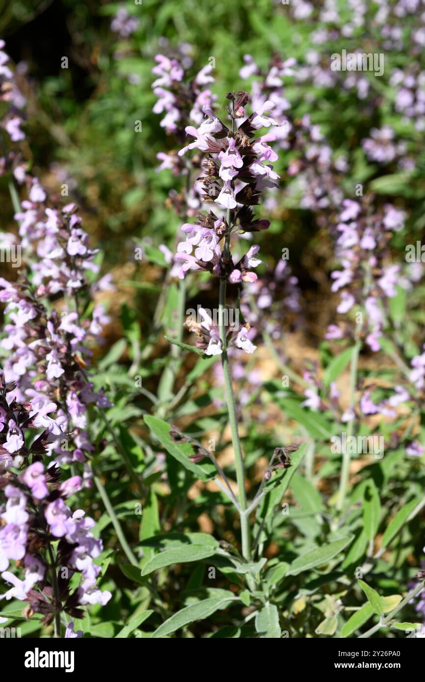 Der griechische Salbei (Salvia fruticosa) ist ein Heilkraut, das im östlichen Mittelmeerraum beheimatet ist. Stockfoto