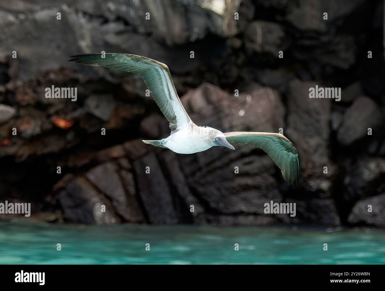 Blaufüßler, Blaufußtölpel, Fou à pieds bleus, Sula nebouxii excisa, kéklábú szula, Santa Cruz Island, Galápagos, Ecuador, Amerika Stockfoto