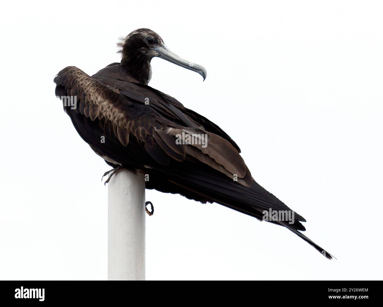 Prachtfregattvogel, Frégate superbe, Fregata wonderful, pompás fregattmadár, Santa Cruz Island, Galápagos, Ecuador, Amerika Stockfoto