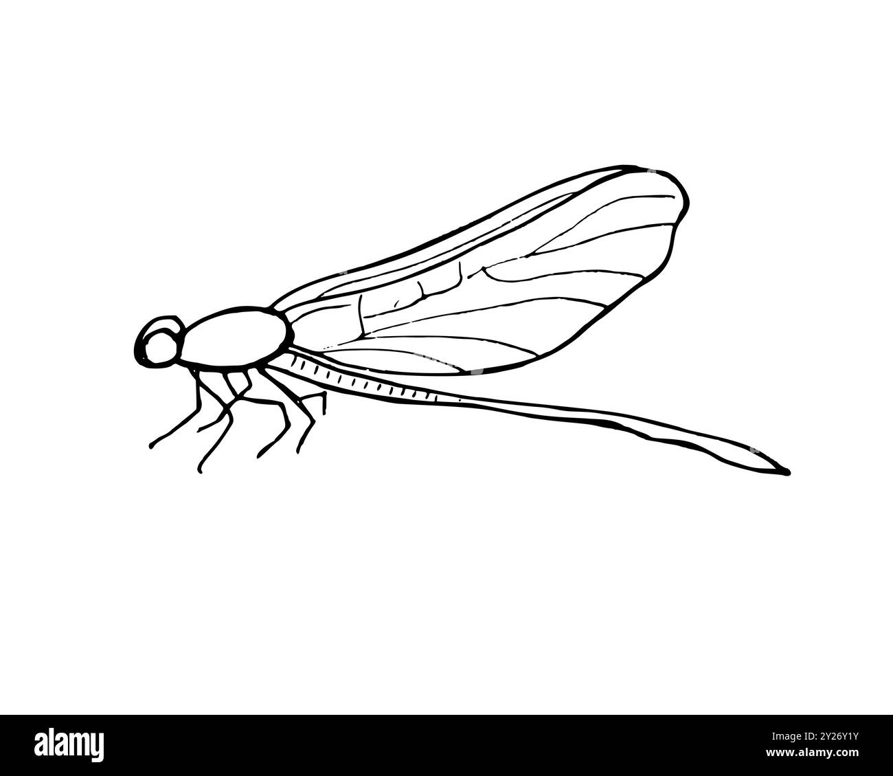 Sitzendes Libelleninsekt mit gefaltetem Flügelvektor isolierte Illustration auf weißem Hintergrund. Ätzzeichnung von Damselfly in Monochrom. Stock Vektor