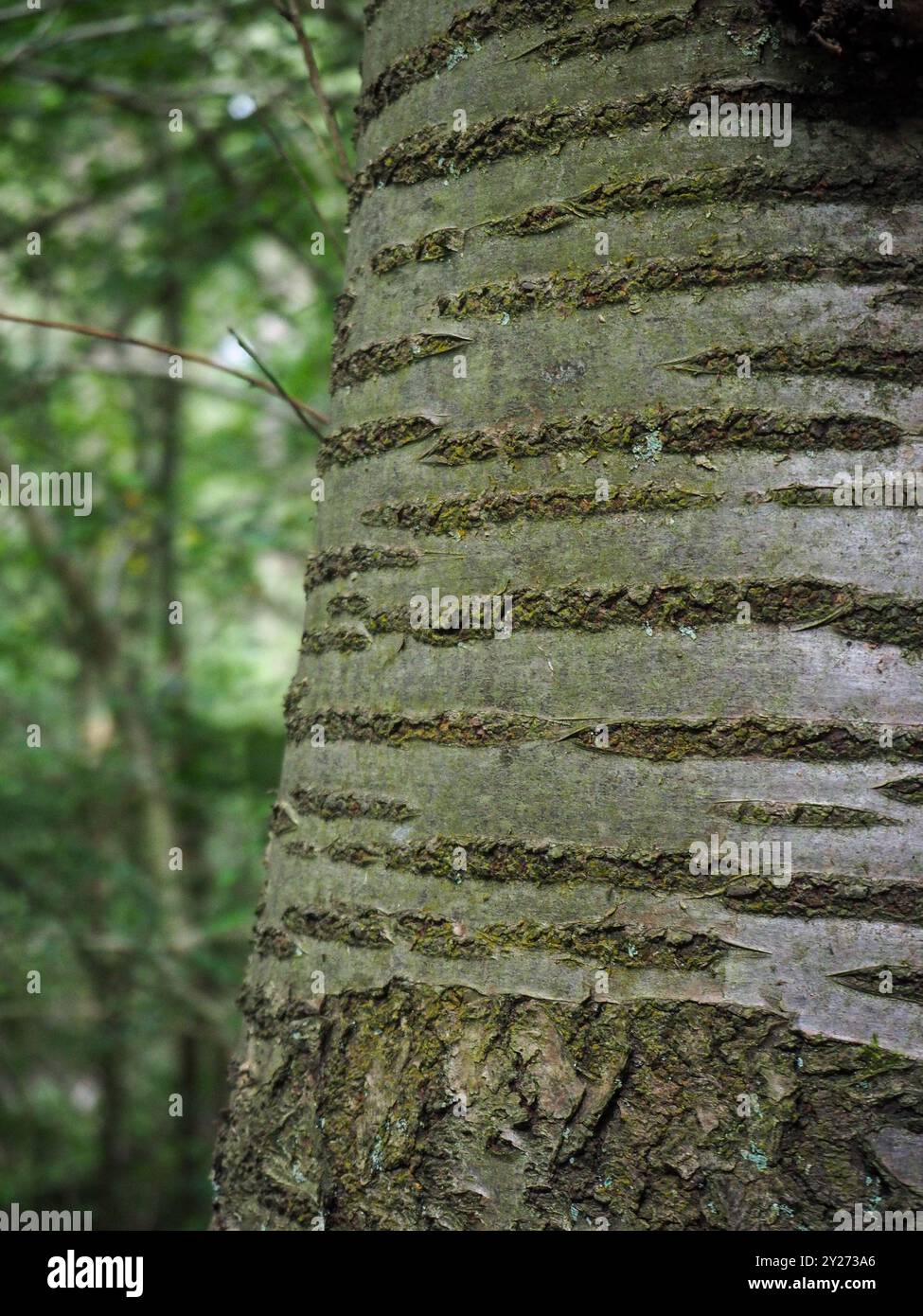 Birkenbaum Arche Stockfoto