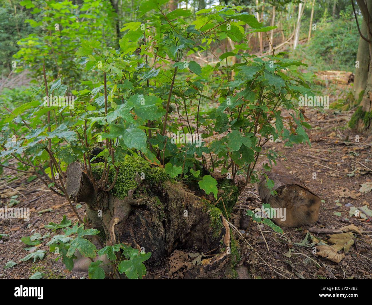 Woodland Management, Essex, England Großbritannien Stockfoto