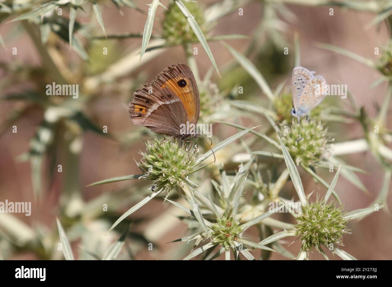 Spanischer Gatekeeper Schmetterling - Pyronia bathsheba Stockfoto
