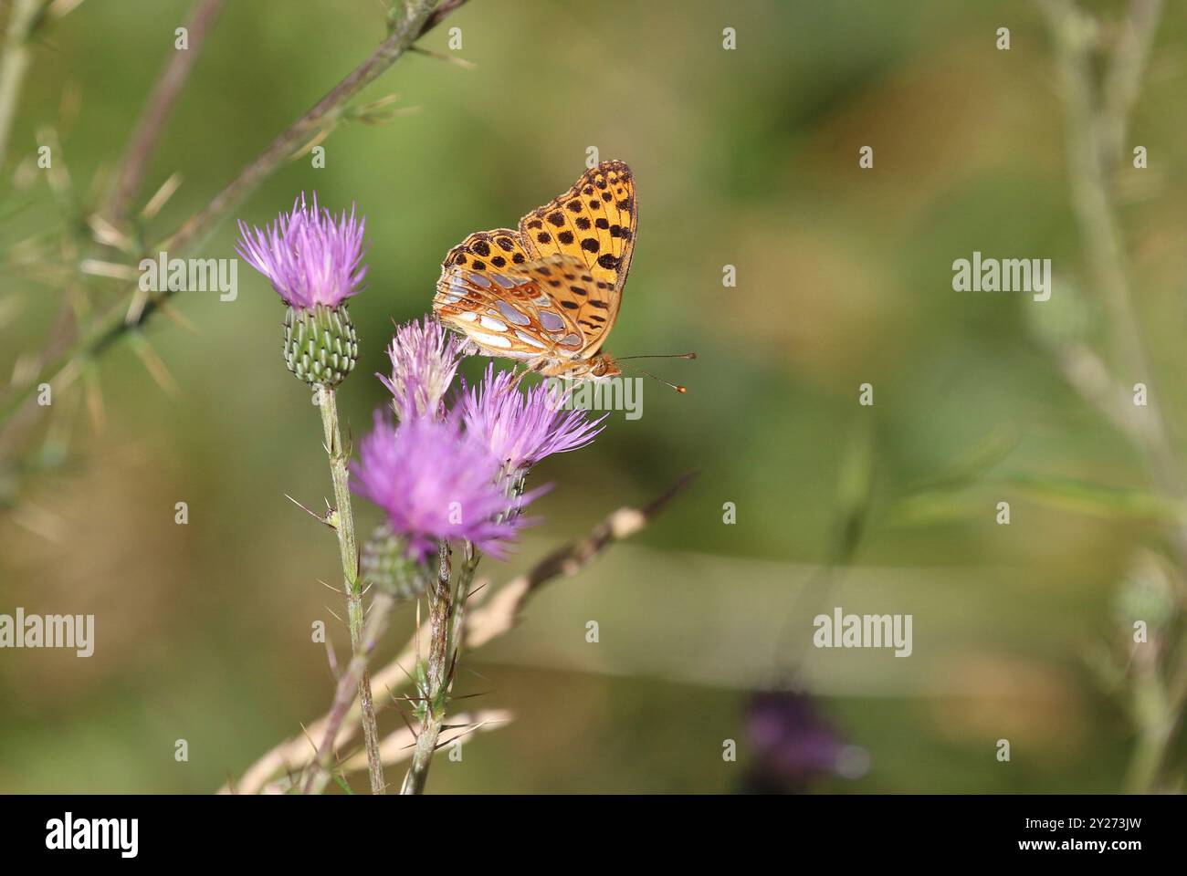 Königin von Spanien Fritillary Schmetterling - Issoria Latonia auf lila Blume Stockfoto