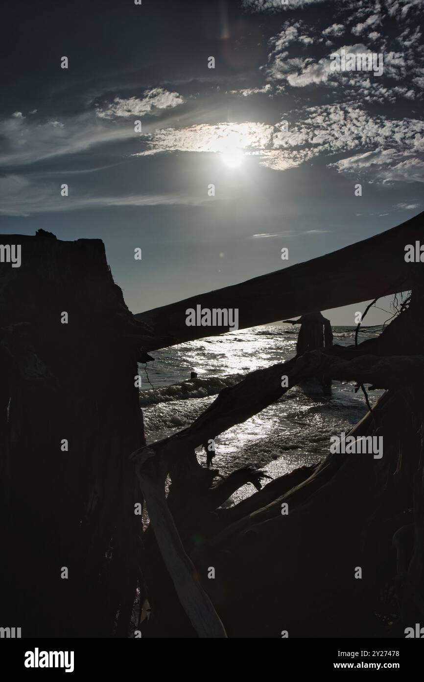 Treibholz am offenen Strand mit Wellen im Hintergrund Stockfoto