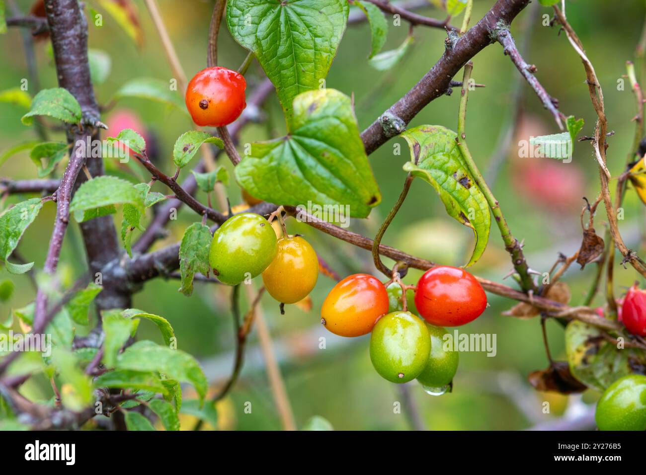 Farbenfrohe Beeren der schwarzen Bryony (Tamus communis), eine Kletterpflanze, im Herbst oder September in Hampshire, England, Großbritannien Stockfoto