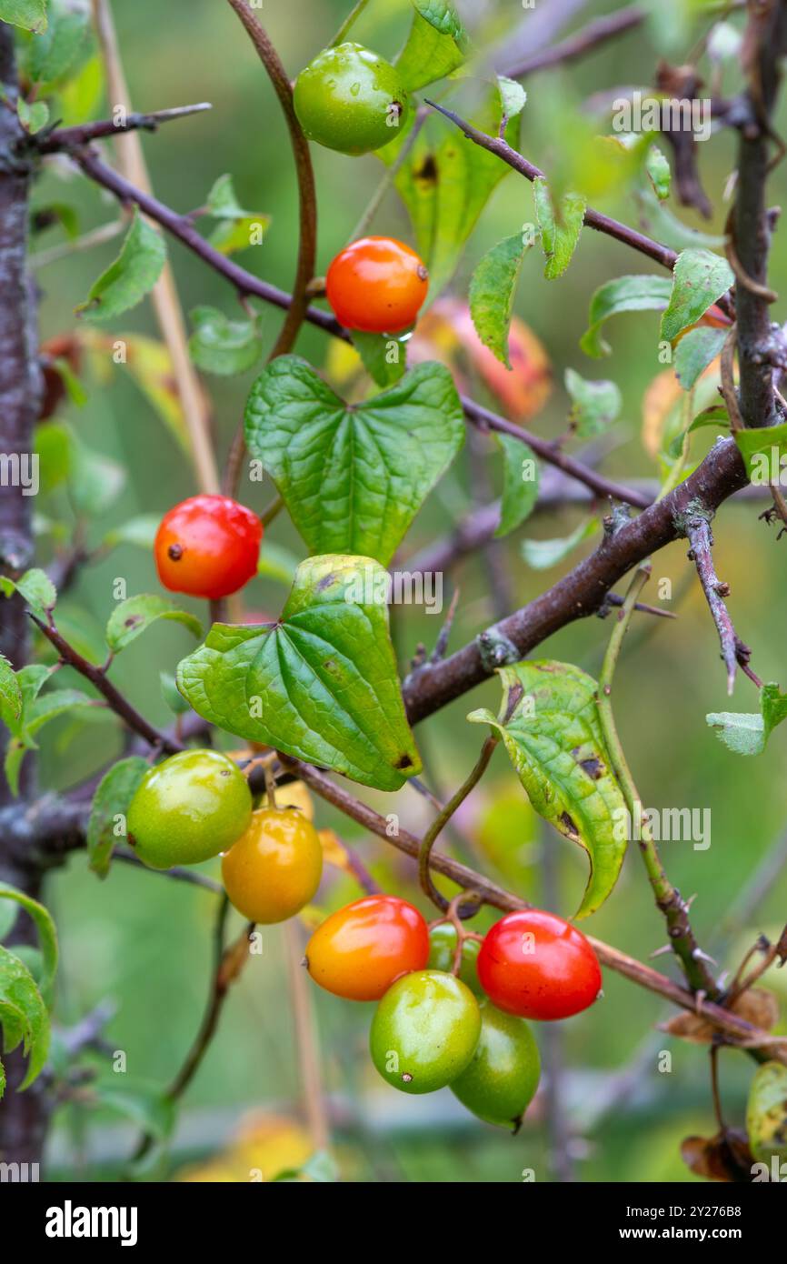 Farbenfrohe Beeren der schwarzen Bryony (Tamus communis), eine Kletterpflanze, im Herbst oder September in Hampshire, England, Großbritannien Stockfoto