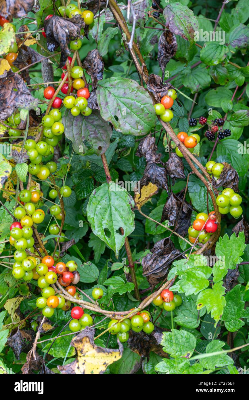 Farbenfrohe Beeren der schwarzen Bryony (Tamus communis), eine Kletterpflanze, im Herbst oder September in Hampshire, England, Großbritannien Stockfoto