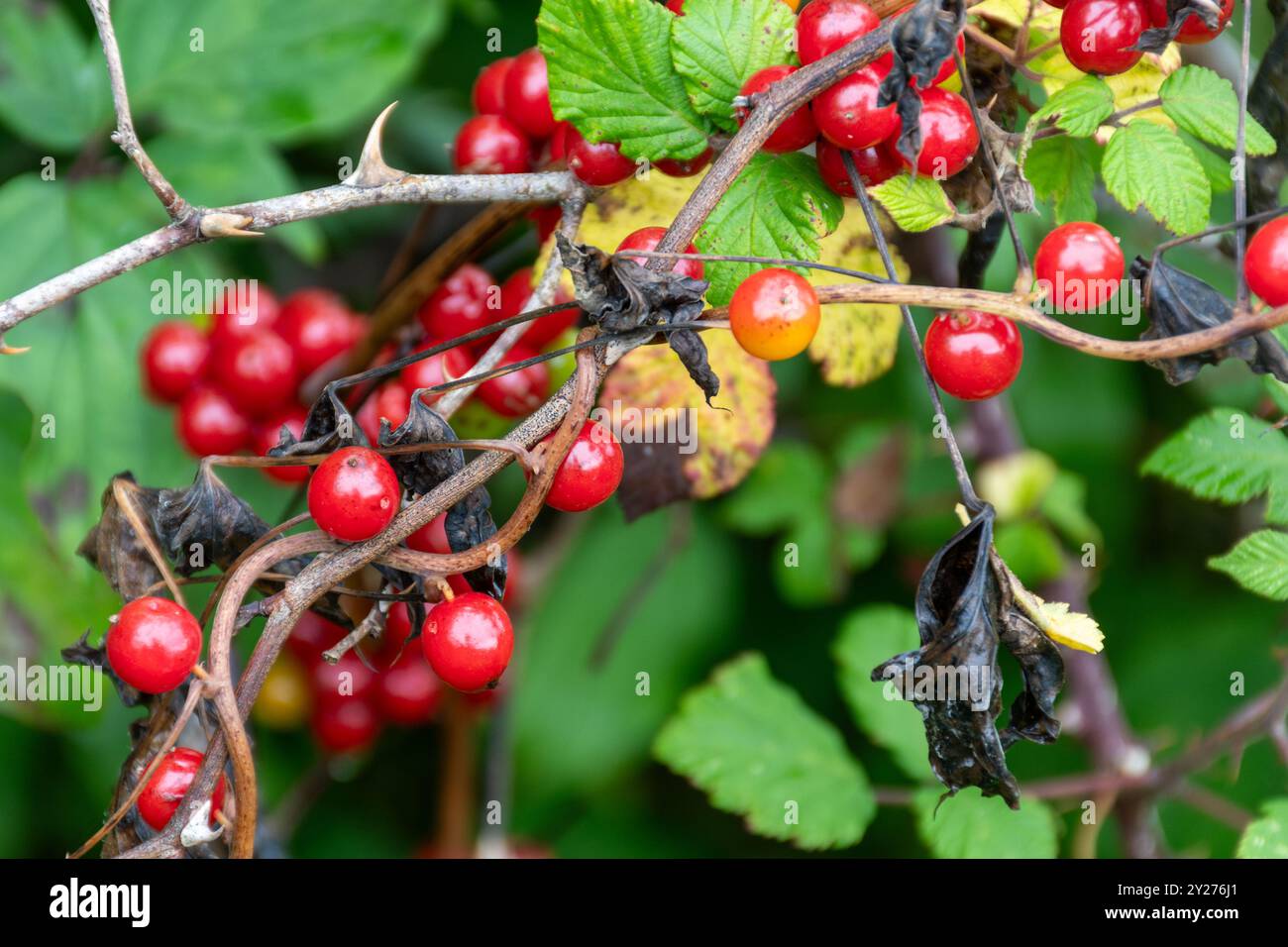 Farbenfrohe Beeren der schwarzen Bryony (Tamus communis), eine Kletterpflanze, im Herbst oder September in Hampshire, England, Großbritannien Stockfoto
