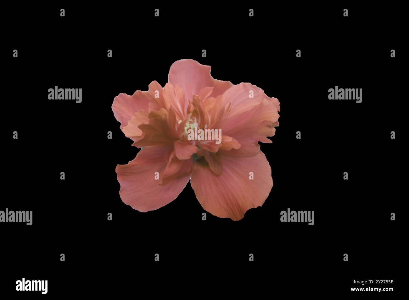 Nahaufnahme einer isolierten Rose aus Sharon-Pfirsichblüte, die im Sommer blüht, mit schwarzem Hintergrund Stockfoto