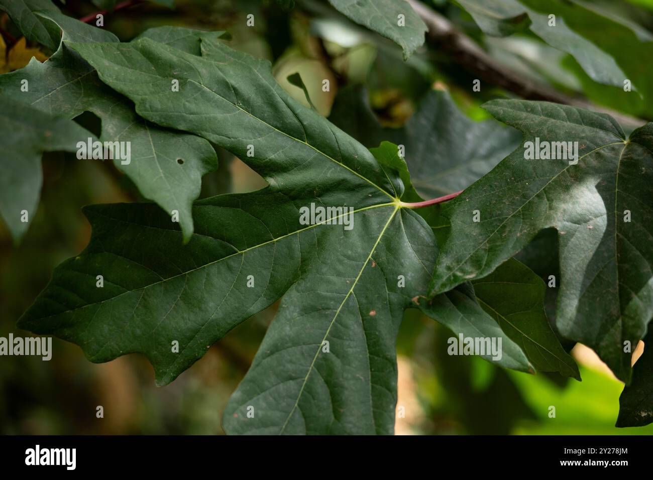 Nahaufnahme eines Ahornblatts in einem Baum. Grüner belaubter Hintergrund. Stockfoto