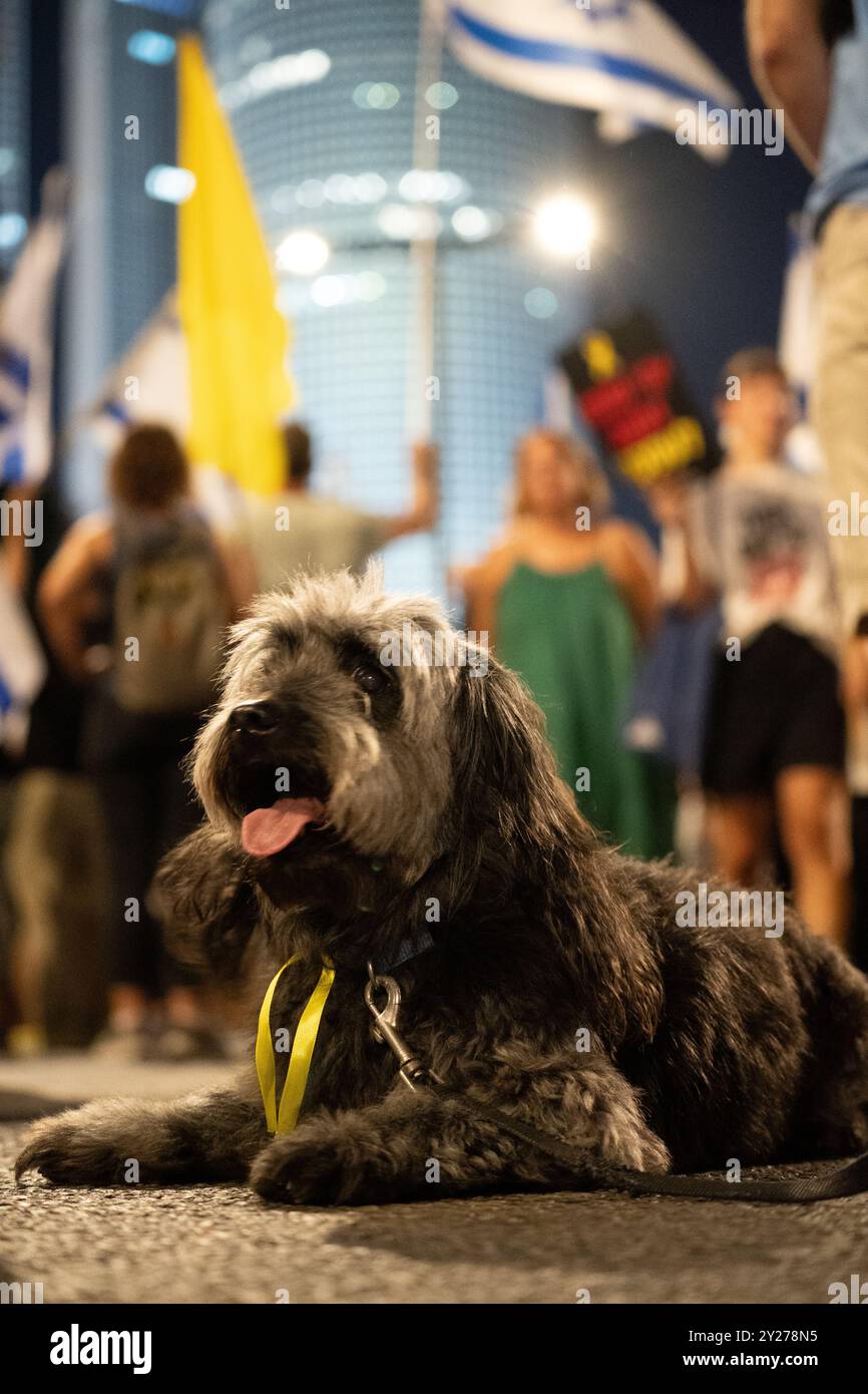 Während des Massenprotests am 7. September 2024 in Tel Aviv sitzt ein Hund ruhig unter Demonstranten, während Demonstranten einen Waffenstillstand und ein Geiselabkommen fordern Stockfoto