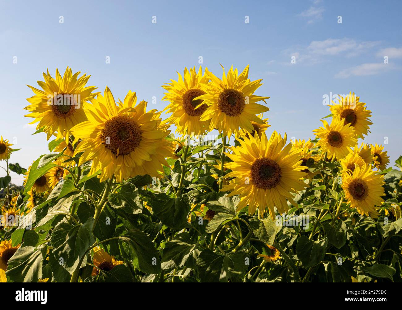 Leuchtend gelbe Sonnenblumen blühen auf einem Feld unter einem sonnigen blauen Himmel. UK Stockfoto