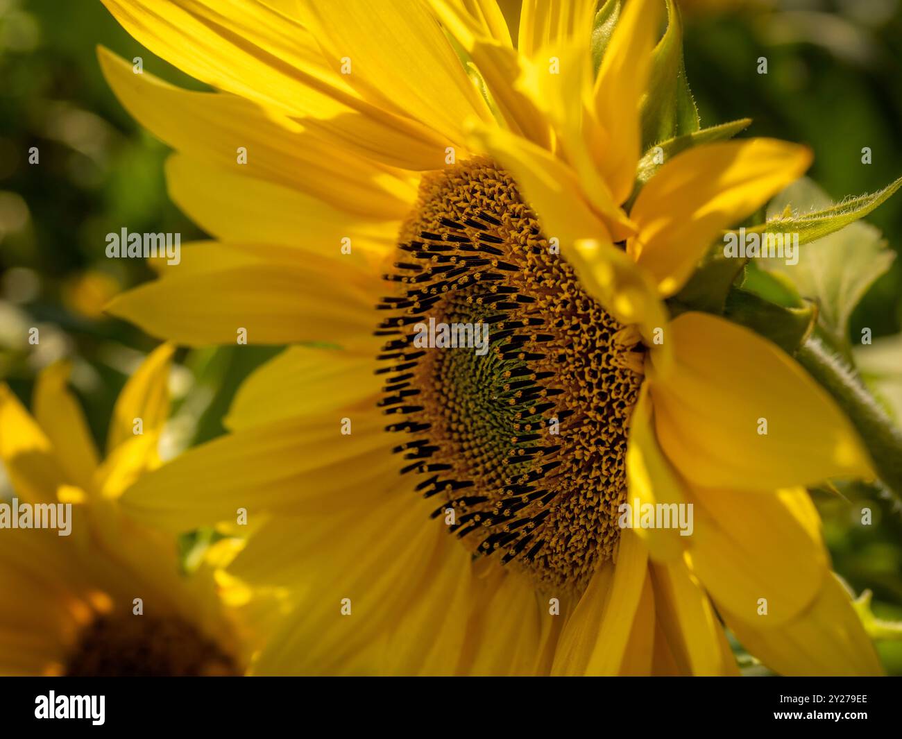 Nahaufnahme der gelben Sonnenblume bei hellem Sonnenschein. UK Stockfoto