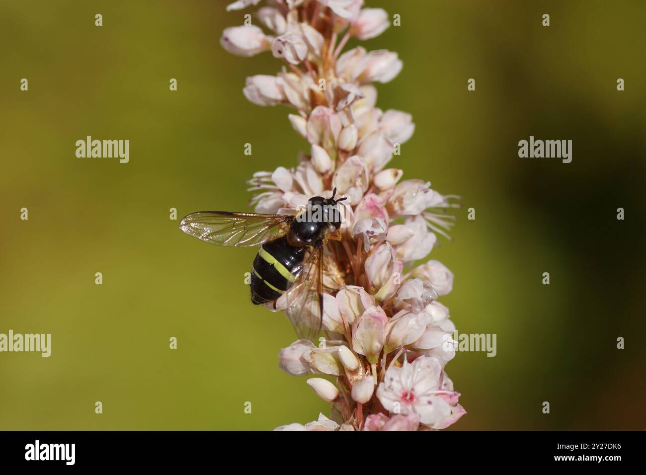 Hoverfly Gelbgürtel Brusheye (Dasysyrphus tricinctus), Familie Syrphidae auf einer rosa Blume des Himalaya-Bistortes (Bistorta affinis), Stockfoto