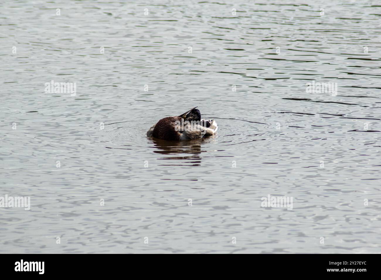 Ente auf dem Wasser Stockfoto