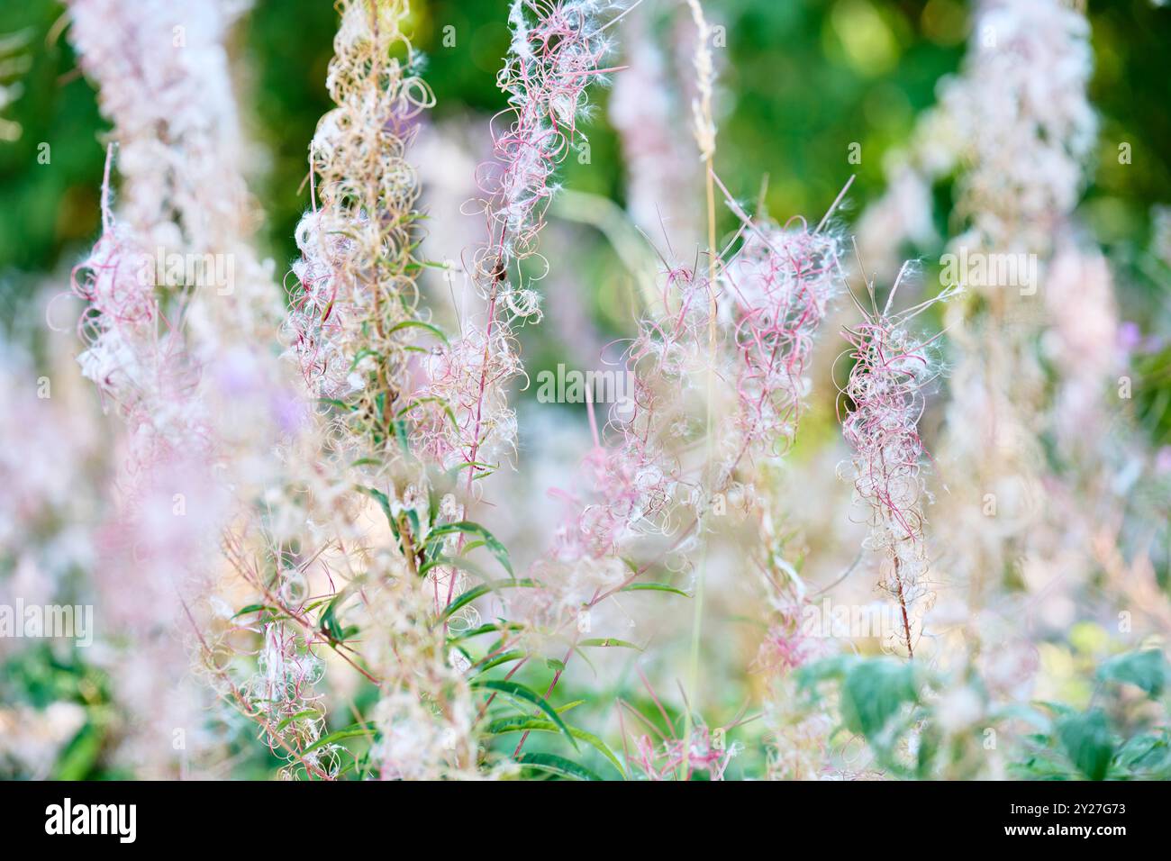 Blühende Wildblumen im Sommer Stockfoto