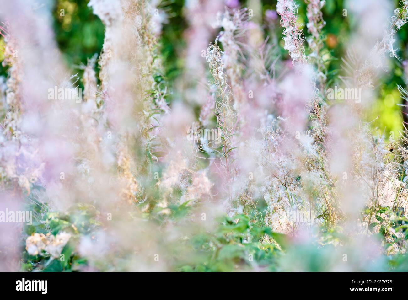 Blühende Wildblumen im Sommer Stockfoto