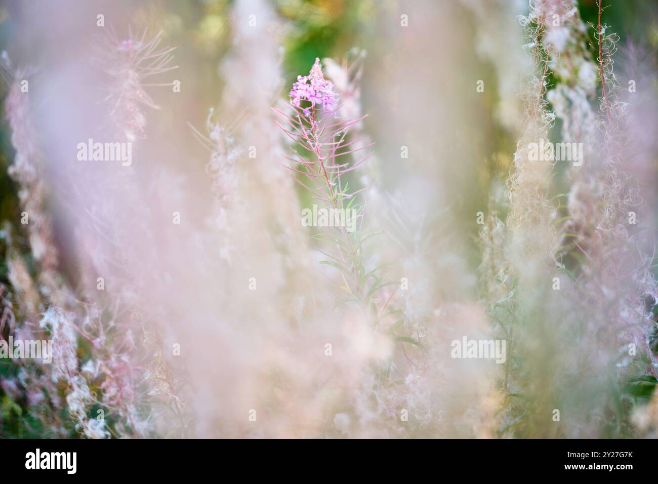 Blühende Wildblumen im Sommer Stockfoto