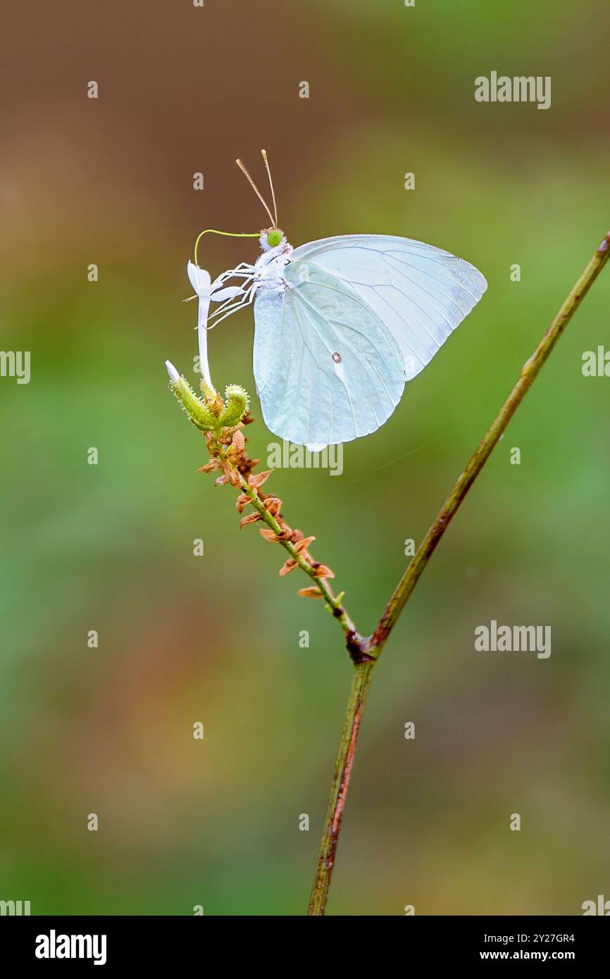 Afrikanische Migrantin (Catopsilia florella) trinkt Nektar in Kruger NP, Südafrika Ende November. Stockfoto