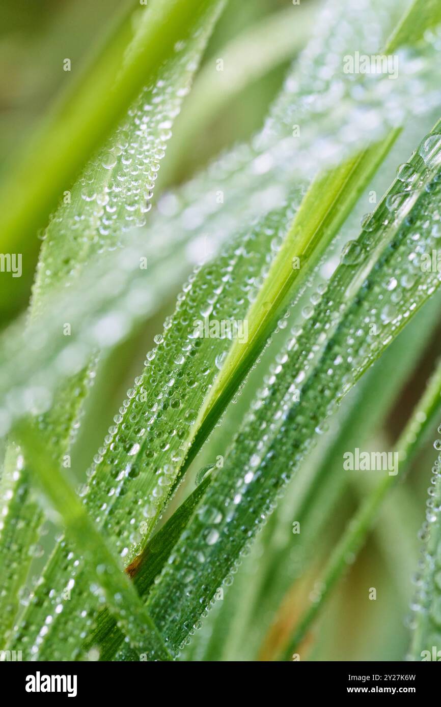 Nahaufnahme von Morgentau auf Grashalmen Stockfoto