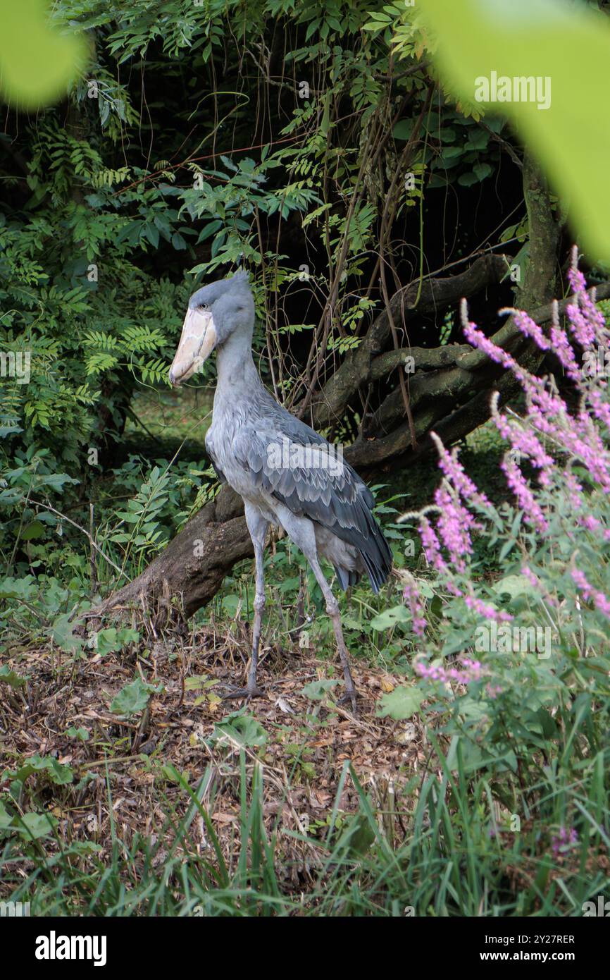 Shoebill (Balaeniceps rex) alias Walebill, Walkopfstorch, Schuhschnabelstorch im Pairi Daiza in Brugelette, Belgien Stockfoto