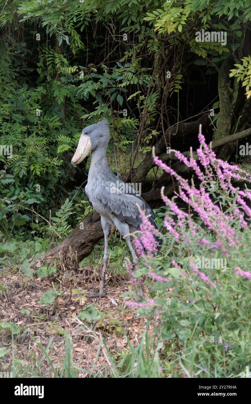 Shoebill (Balaeniceps rex) alias Walebill, Walkopfstorch, Schuhschnabelstorch im Pairi Daiza in Brugelette, Belgien Stockfoto