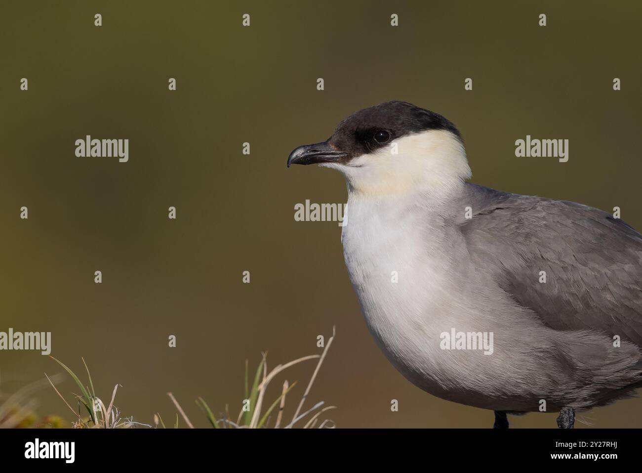 Langschwanzskua, Norwegen Stockfoto