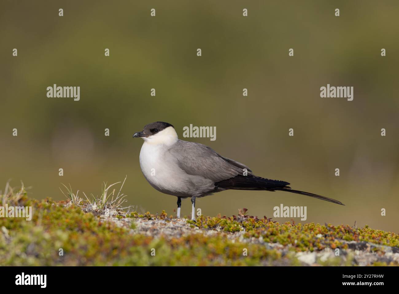 Langschwanzskua, Norwegen Stockfoto