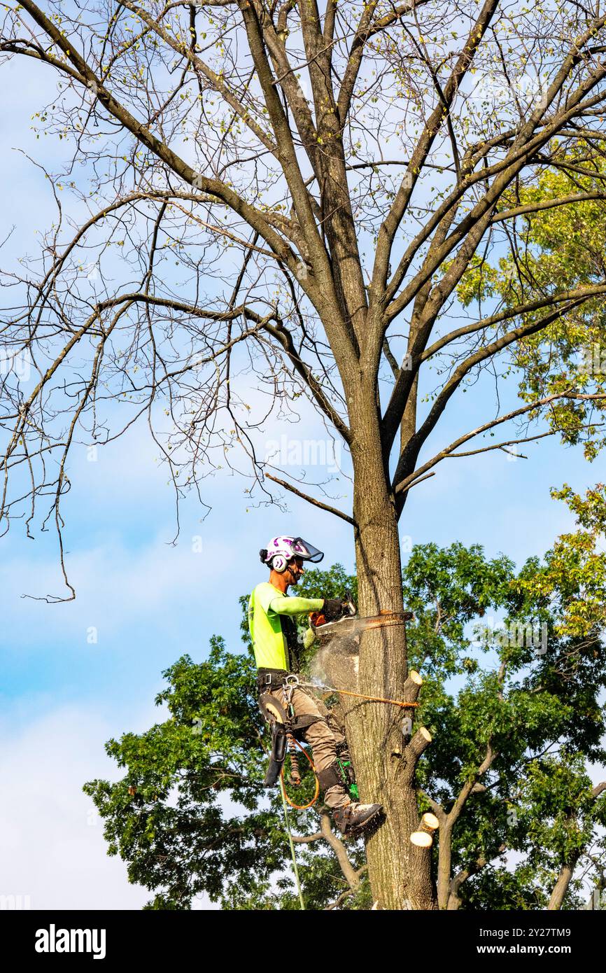 Detroit, Michigan - Ein Arbeiter für einen Baumentfernungsdienst schlägt einen toten Baum nieder. Stockfoto
