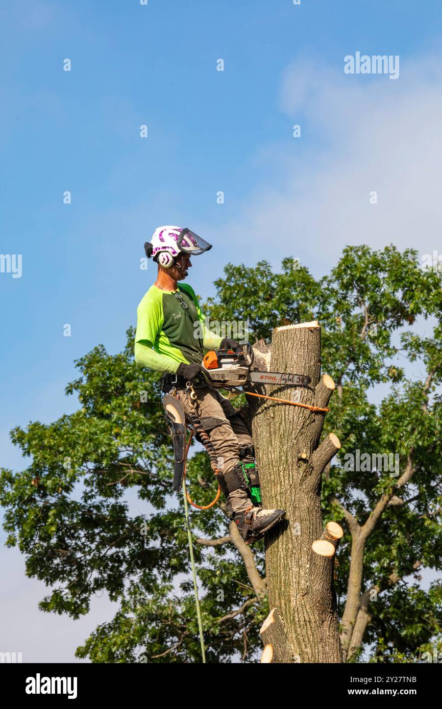 Detroit, Michigan - Ein Arbeiter für einen Baumentfernungsdienst schlägt einen toten Baum nieder. Stockfoto