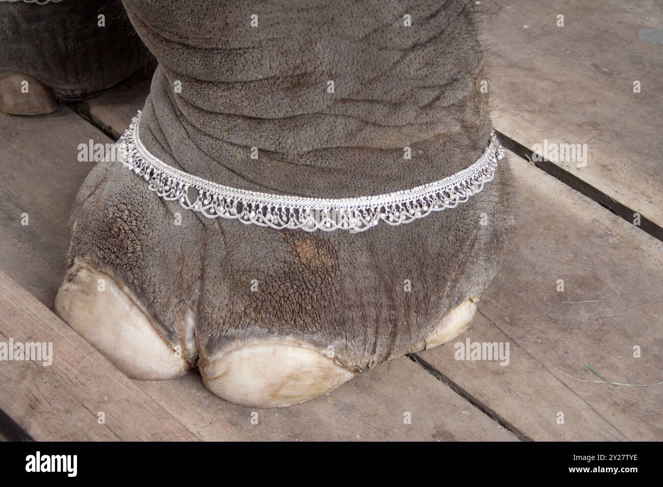 Manakula Vinayagar Tempel, Puducherry, Tamil Nadu, Indien. Stockfoto