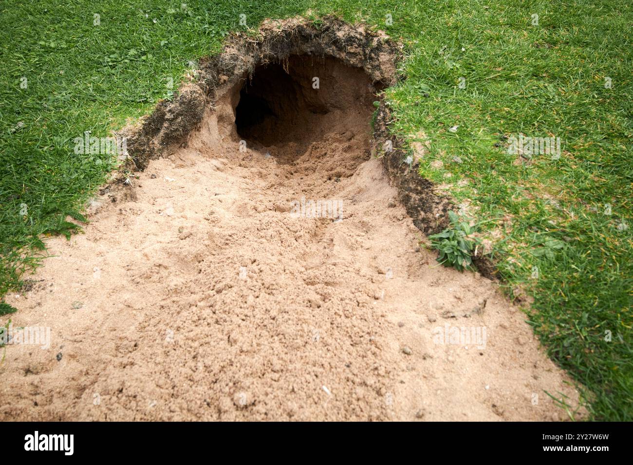 Frisch gegrabener Eingang zum Kaninchen warren in Sanddünen Nordküste nordiriens großbritannien Stockfoto