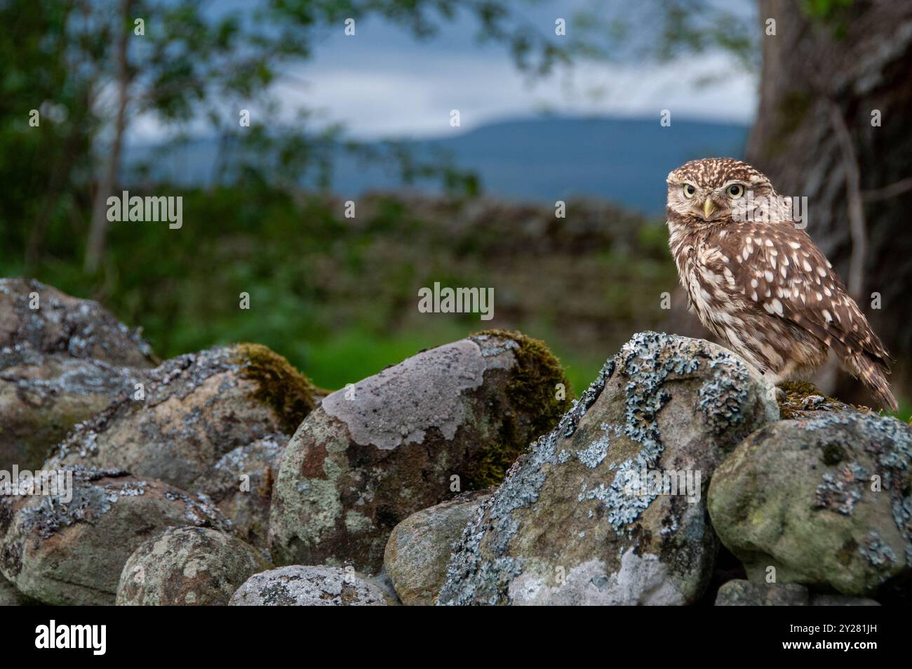 Winzige Eule, die auf einer Trockenmauer sitzt Stockfoto