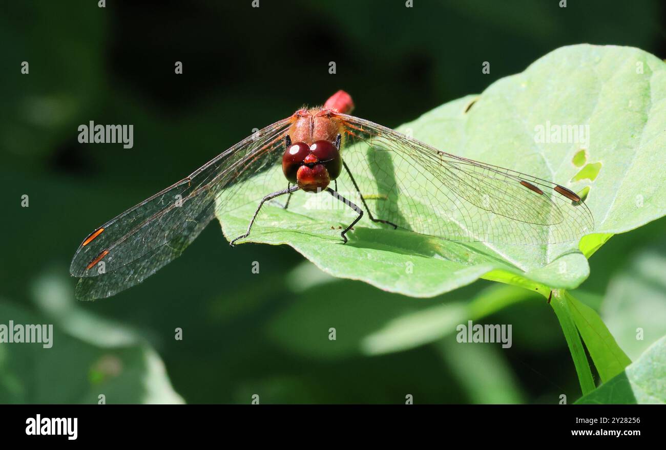 Eine männliche Darter (Sympetrum striolatum) Libelle im Combe Hill Nature Reserve Gloucestershire UK Stockfoto