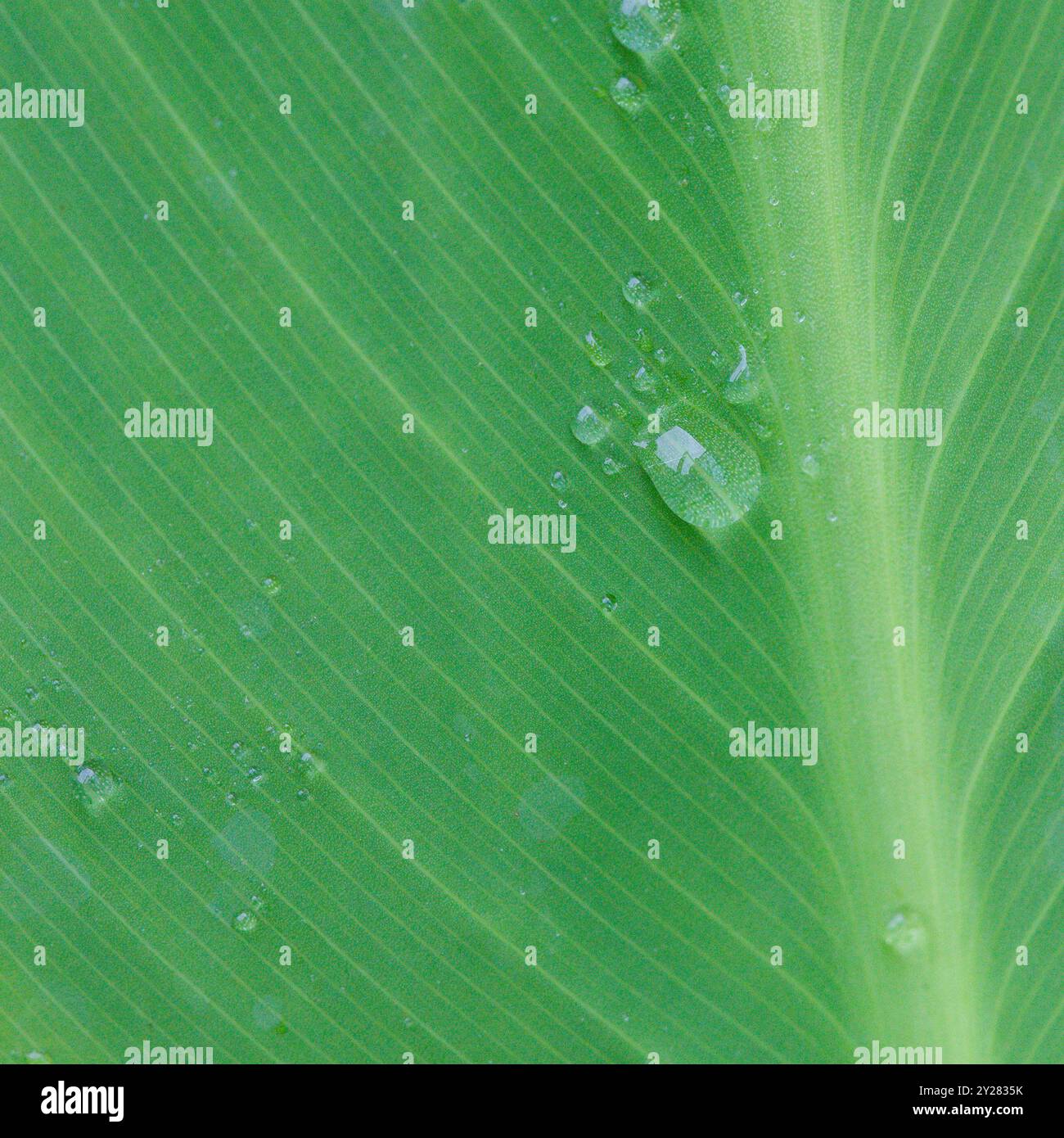 Wasserperlen auf einem Blatt Stockfoto