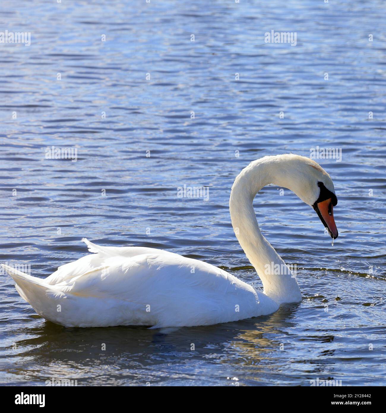 Stummgeschwan (cygnus olor), Cardiff Bay, South Wales, Vereinigtes Königreich. Vom September 2024 Stockfoto