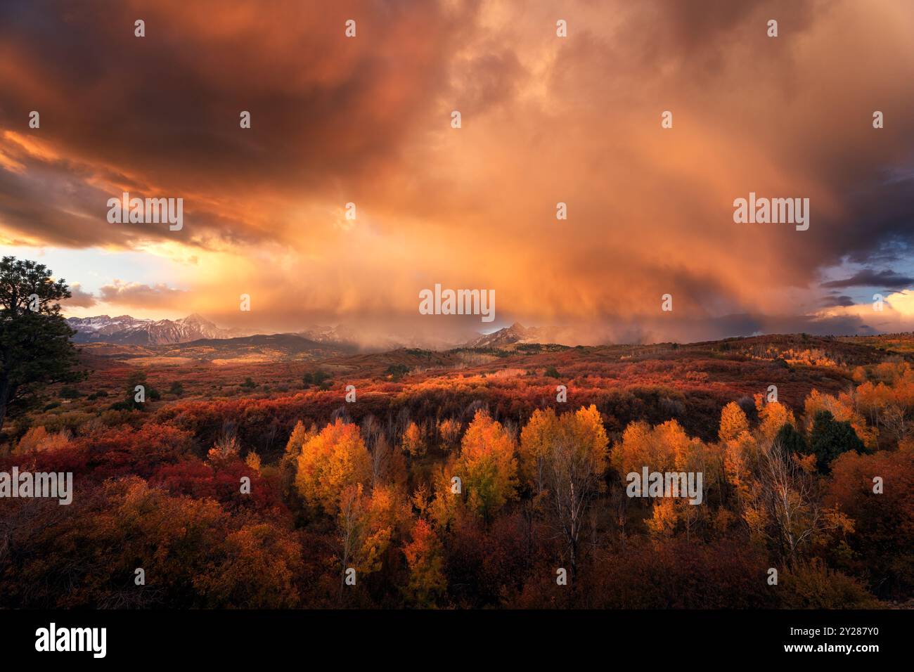 Malerische Herbstlandschaft und farbenfroher Sonnenaufgang über Herbstlaub an der Dallas Divide in den San Juan Mountains von Colorado. Stockfoto