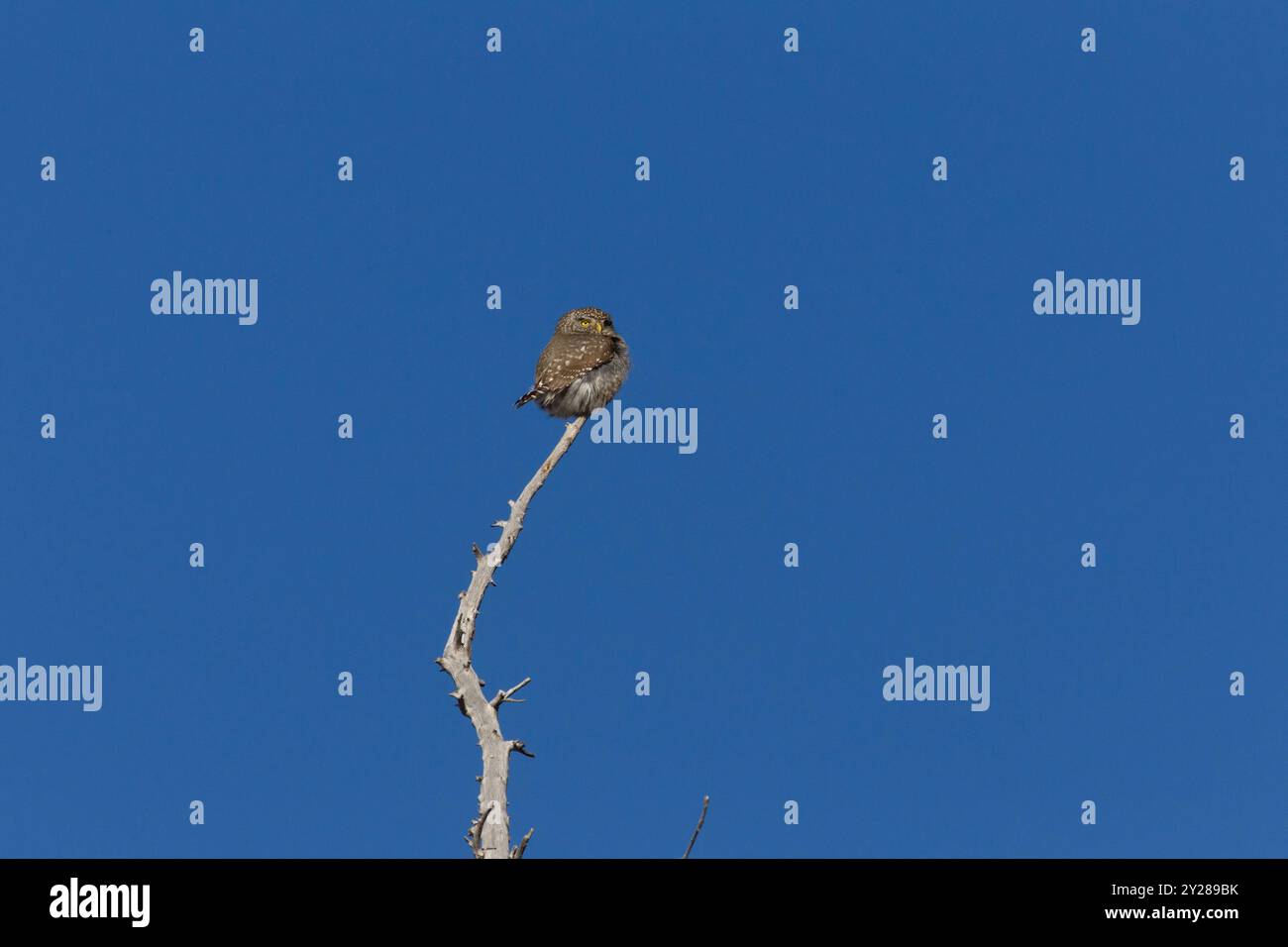 Zwergkauz (Glaucidium gnoma), ein wilder Jäger trotz kleiner Größe. Dieser hier sitzt auf einem Haken, während er nach Beute sucht, einschließlich Singvögeln. Stockfoto