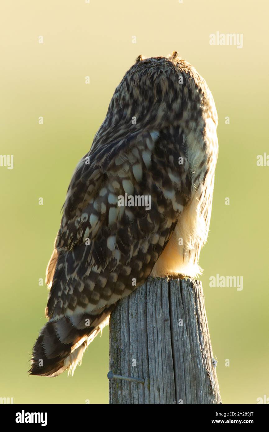 Eine junge Kurzohr-Eule (Asio flammeus) zeigt ihre „Ohren“ in angehobener Position. Stockfoto