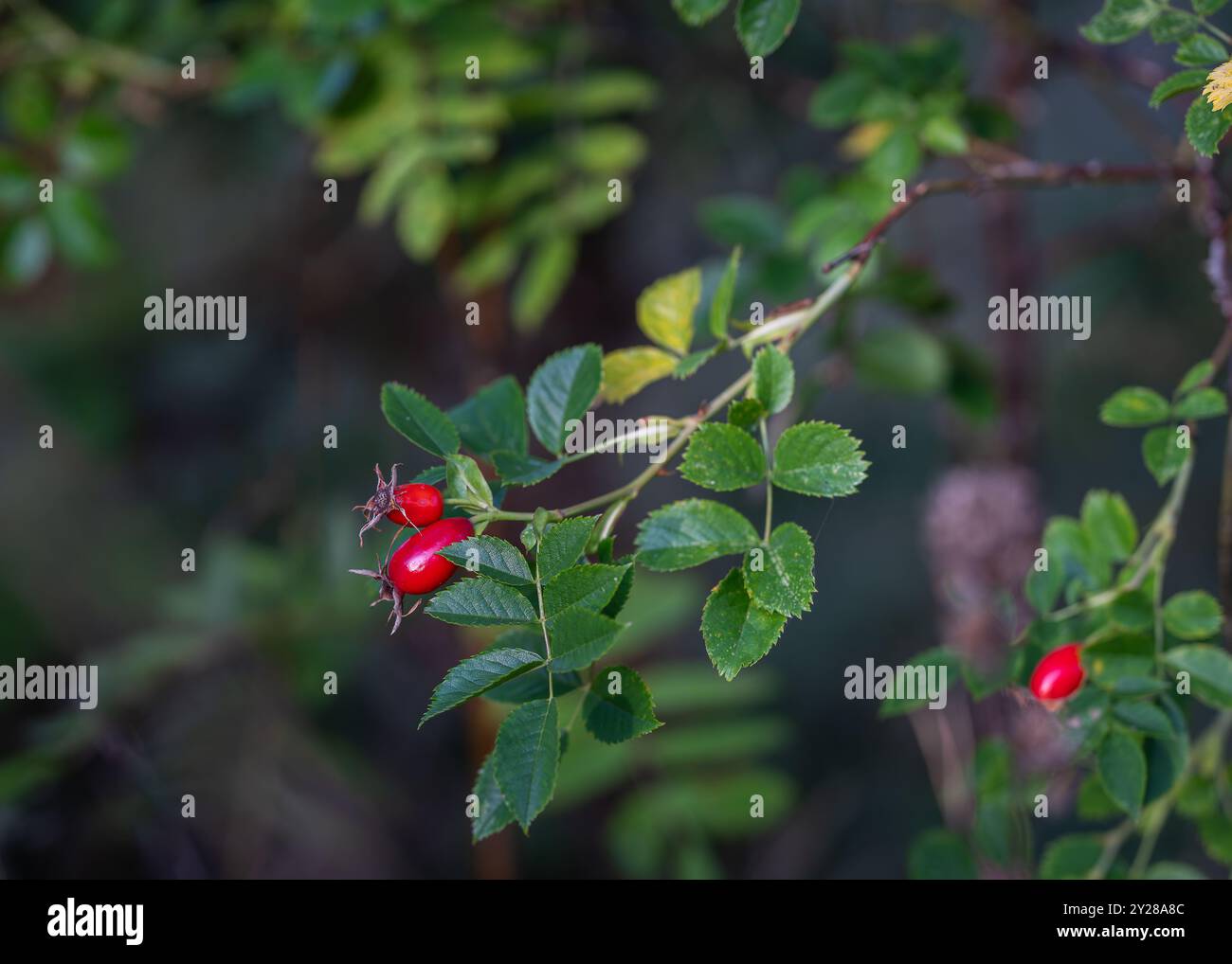 Rote Früchte von Rosa rubiginosa (süße Briar, süße Briar, süße brier oder eglantine). Reife Früchte (Hüften) von rosa rubiginosa. Herbst Hintergrund. Stockfoto