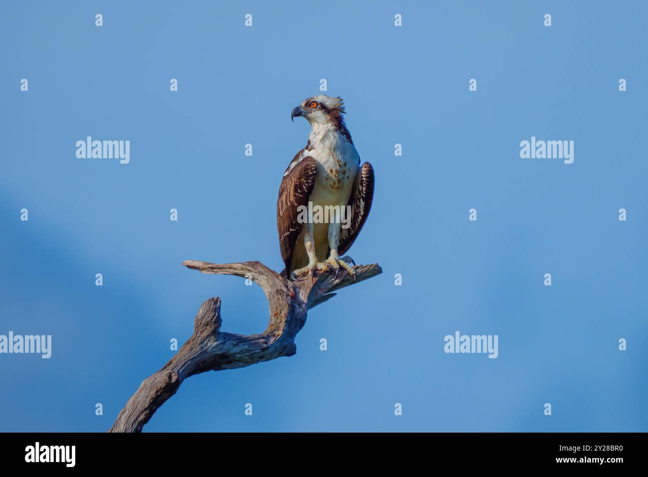 Osprey hockte Stockfoto