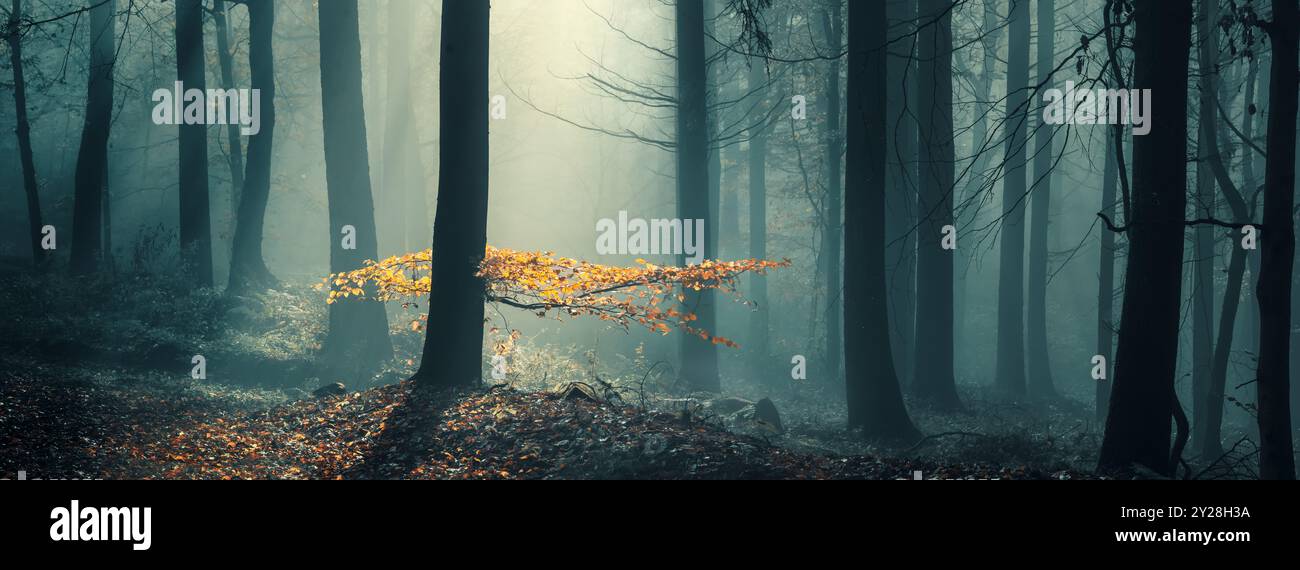 Gelbe Herbstblätter auf einem Buchenzweig, der in einem blauen Nebelwald steht Stockfoto